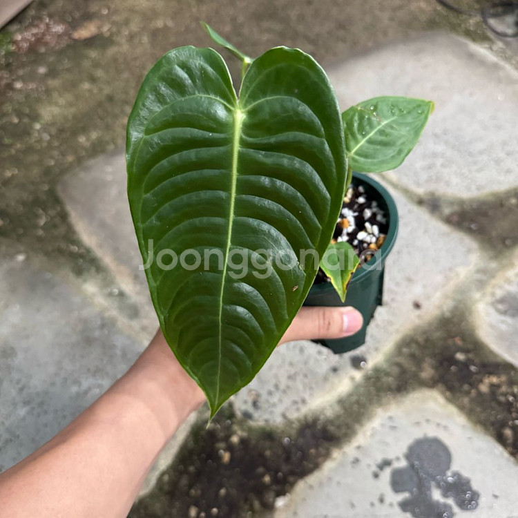 안스리움 베이치 슈퍼네로우--0