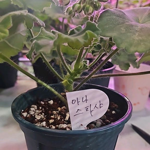 아나스타샤 제라늄