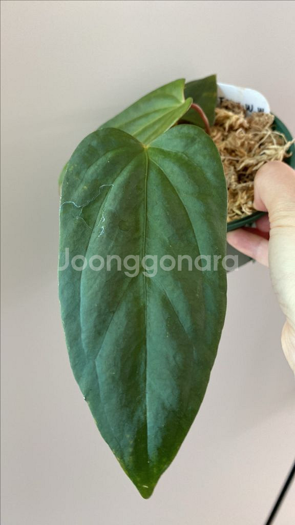 안스리움 파필 (rl x fs) x 미스터월드와이드--5