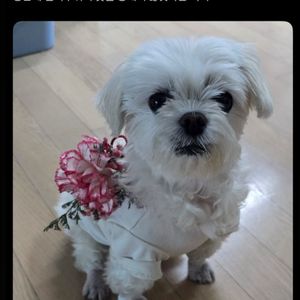 홍지문 초록이 25 pdf 삽니다
