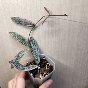 시길라티스 알보 마지나타