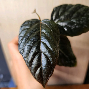 파이퍼 블랙 메탈릭(보르네오)