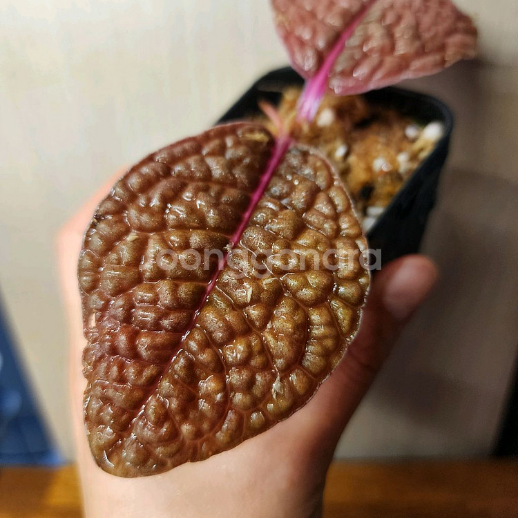 아르디시아 디노 핑크베인--1