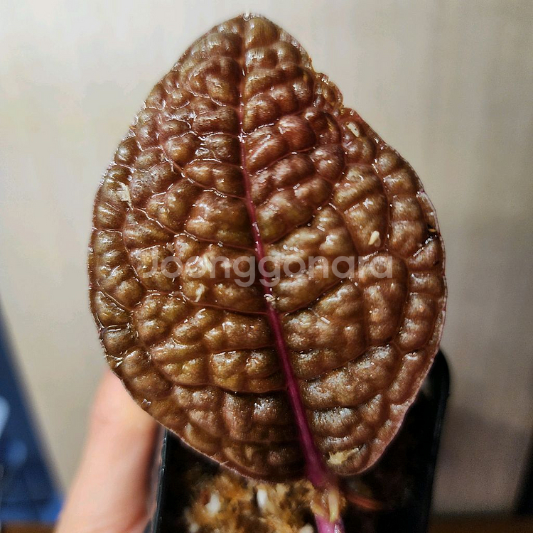 아르디시아 디노 핑크베인--2