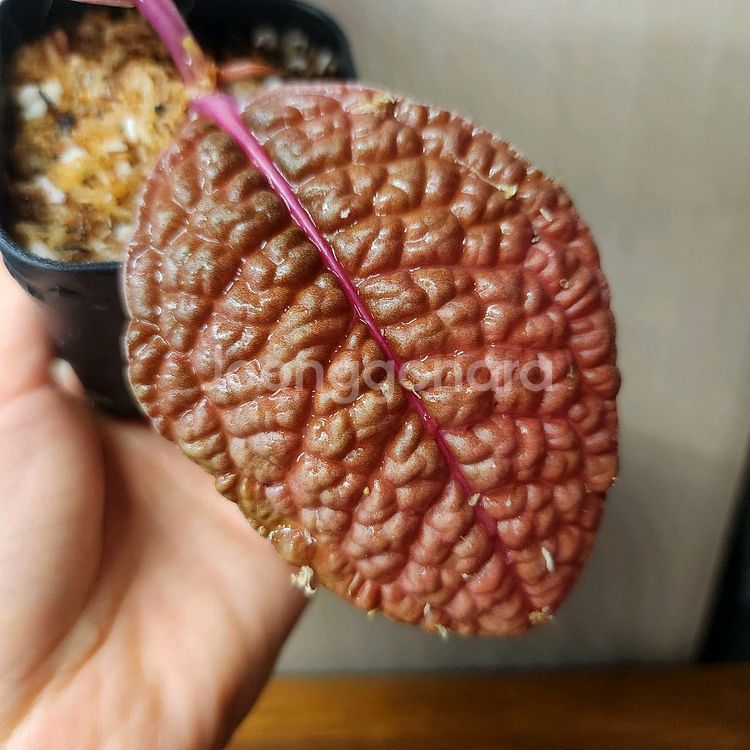 아르디시아 디노 핑크베인--3