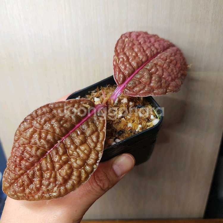 아르디시아 디노 핑크베인--0