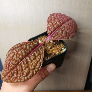 아르디시아 디노 핑크베인