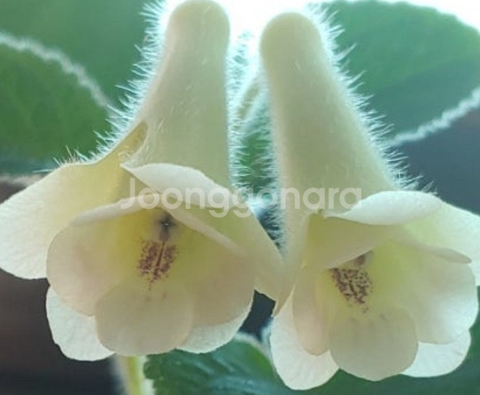 파티드레스4+앤닉스1.신닌기아5포트--4