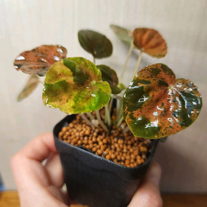페페로미아 카페라타 레인보우