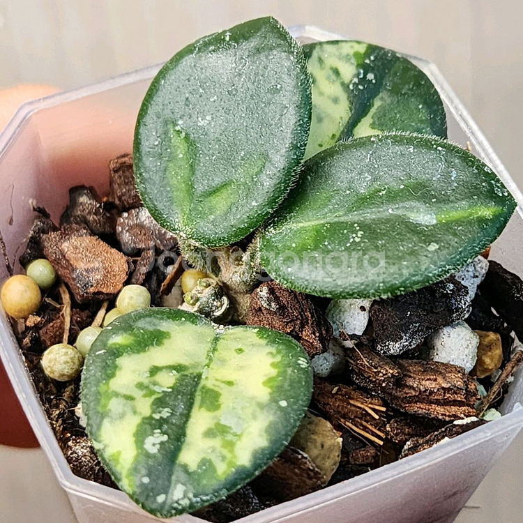 호야 마틸드 바리에가타--0