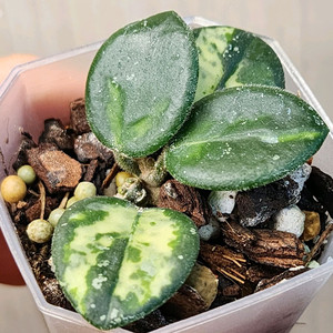 호야 마틸드 바리에가타
