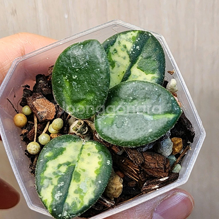 호야 마틸드 바리에가타--2