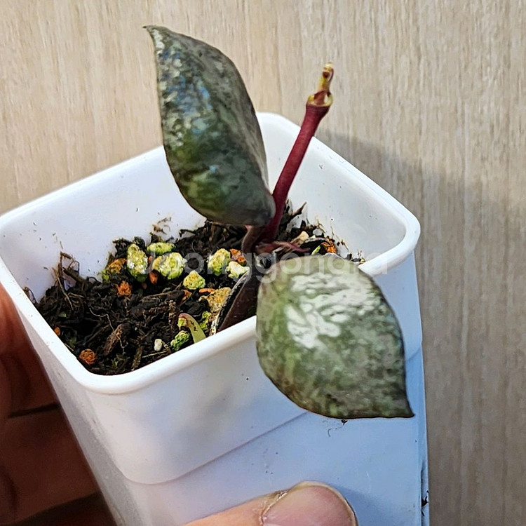 호야 블랙 오로라--0