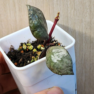호야 블랙 오로라