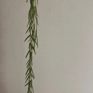 호야 리네아리스 110cm 5줄기