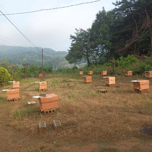 토종벌