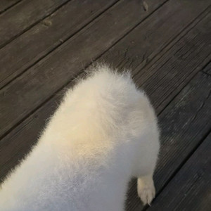 경금이