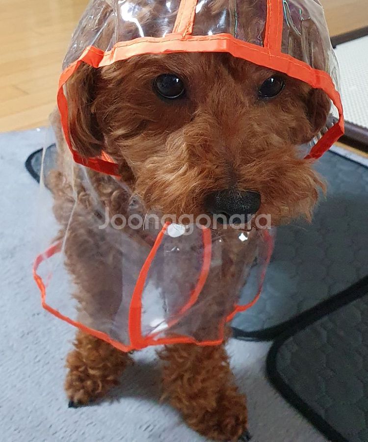 7 - 9 kg 강아지우비 애견옷--2