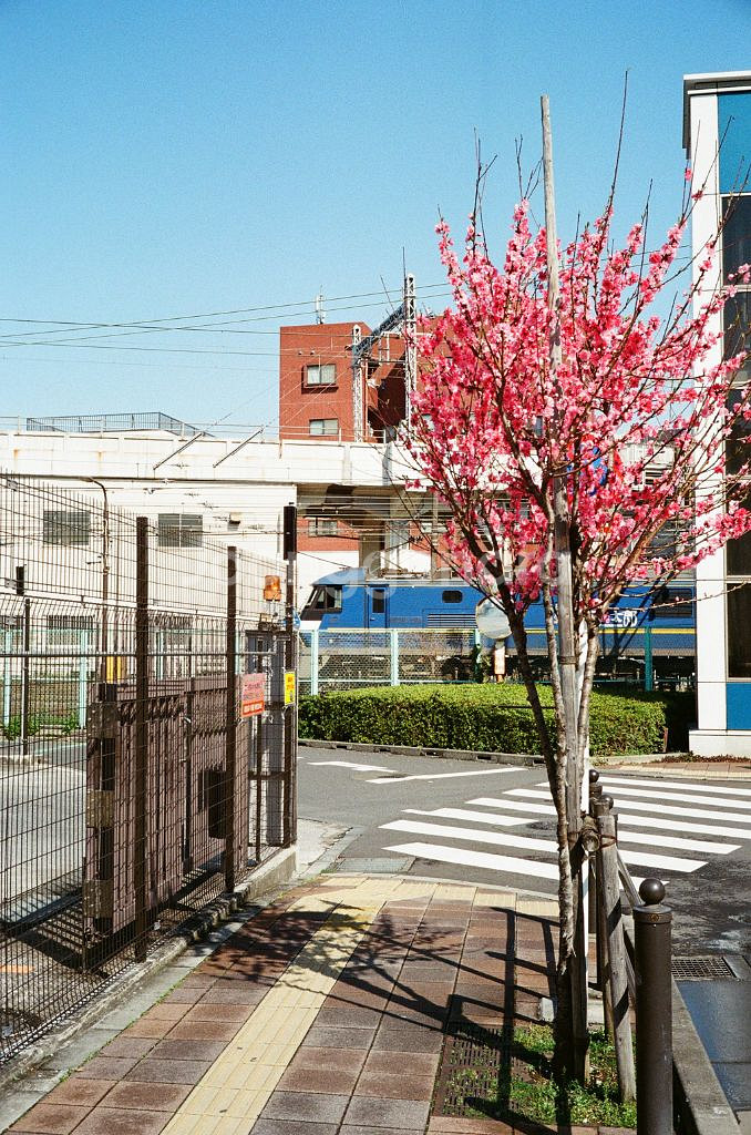 미놀타 CLE + 녹턴40mm 1.4--9