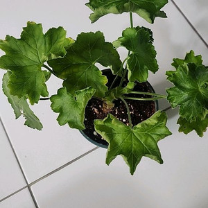 카라로사 조날틱제라늄