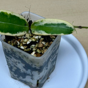 호야 리프리즘산반 리프리즘 희귀식물