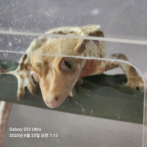 개코 도마뱀 입니다