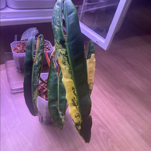 필로덴드론 빌리에티에 바리에가타