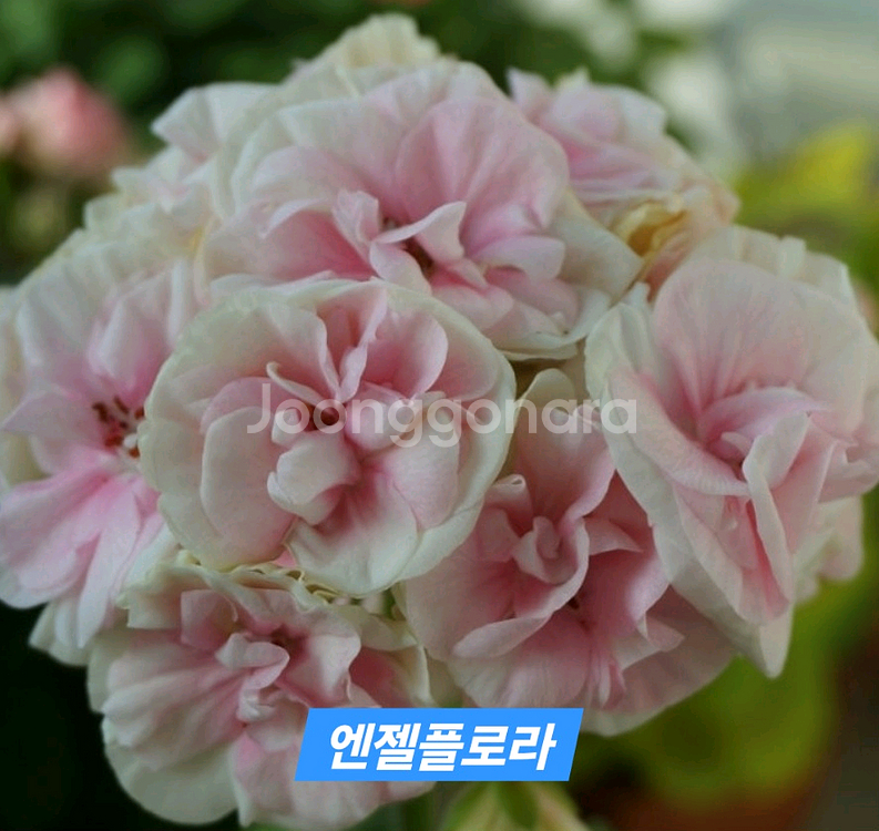 엔젤플로라(숲속향기님)--0