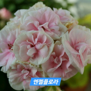 엔젤플로라(숲속향기님)
