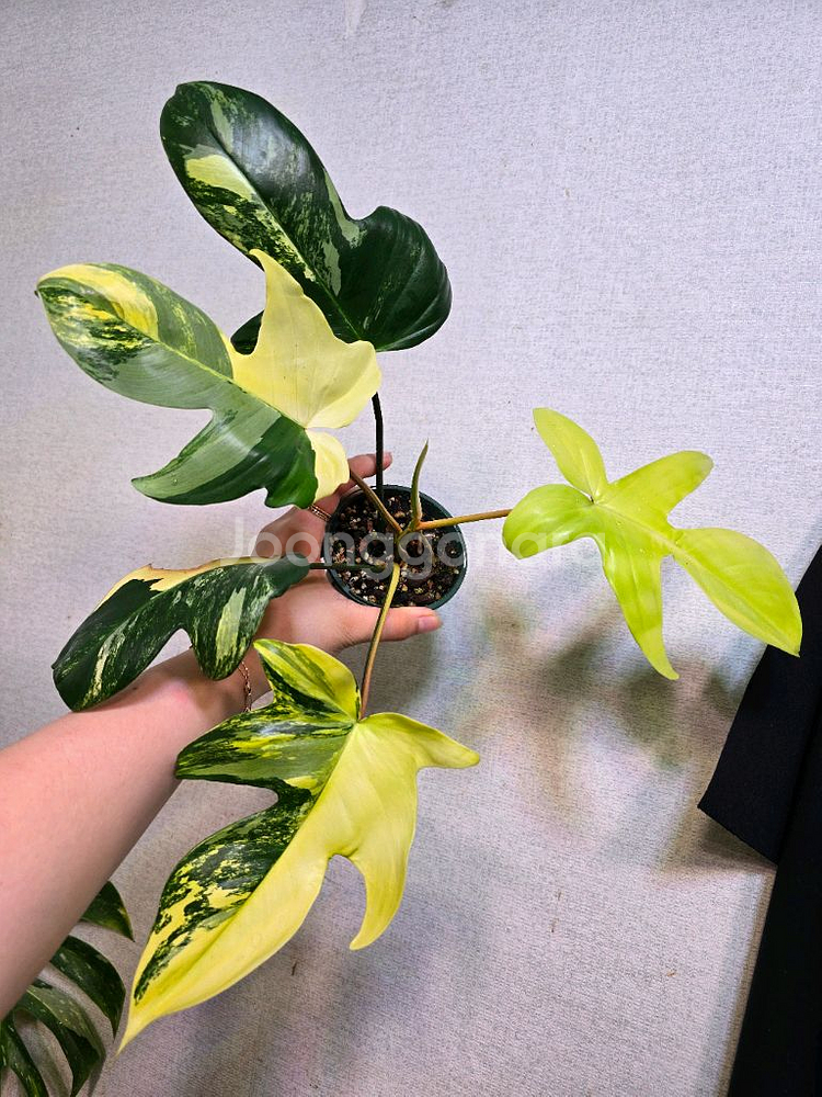 필로덴드론 플로리다 뷰티 바리에가타--0