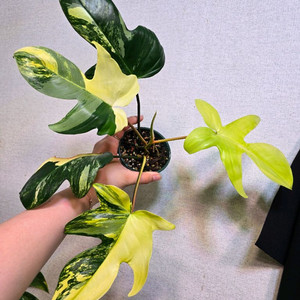 필로덴드론 플로리다 뷰티 바리에가타