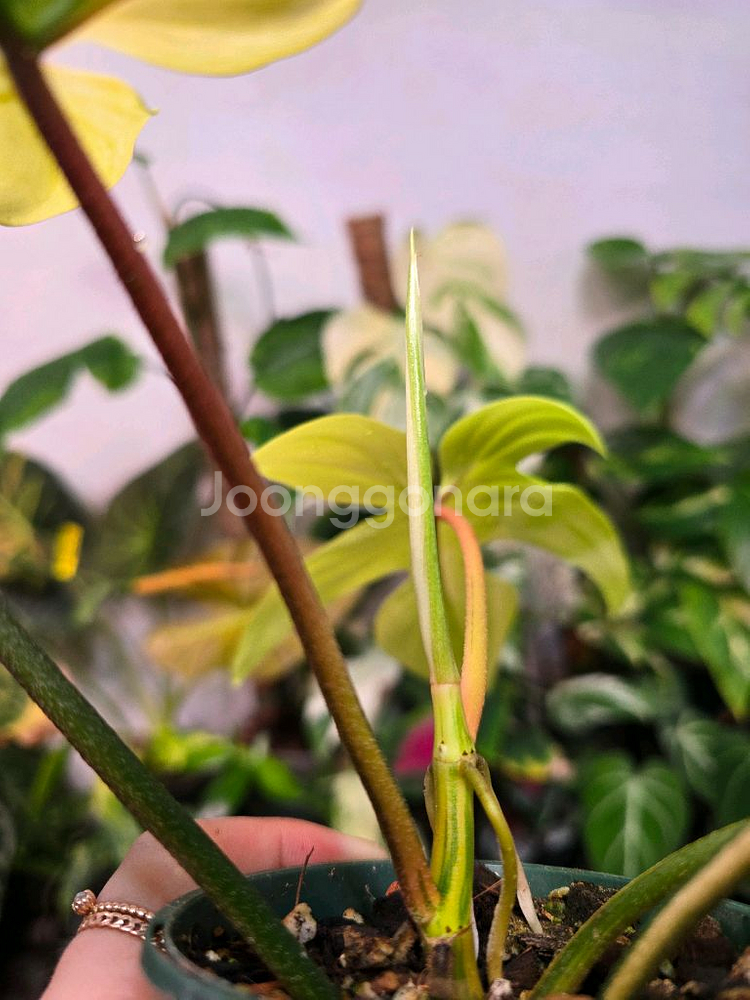 필로덴드론 플로리다 뷰티 바리에가타--2