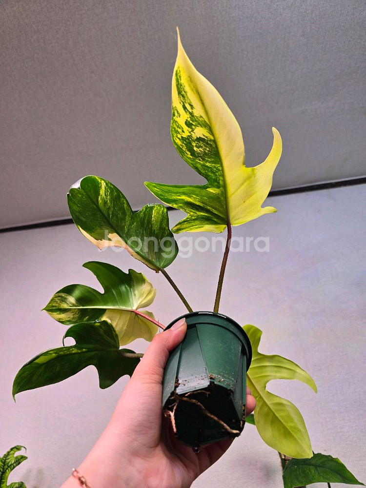 필로덴드론 플로리다 뷰티 바리에가타--1