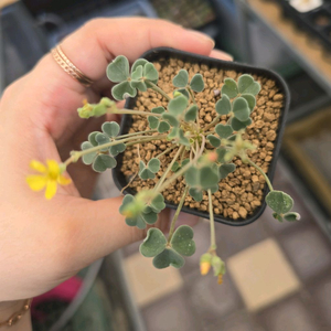 구근 사랑초 크로바2