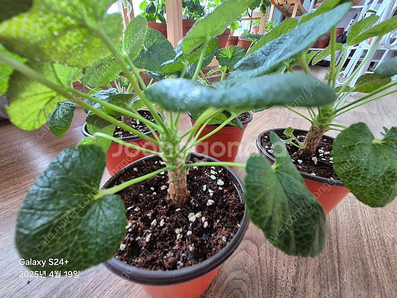 코티레도니스 (희귀제라늄)--1