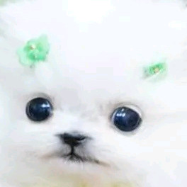 더쿠아이디 양도합니다