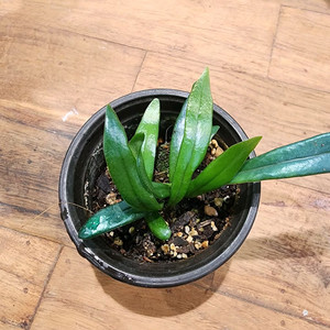 블루오일펀 청광일엽