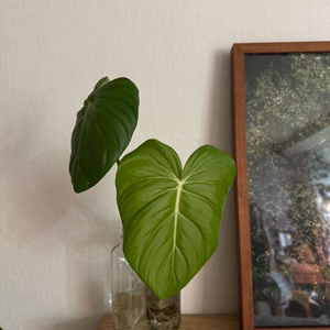 파스타짜넘 (딘맥도웰) 택포