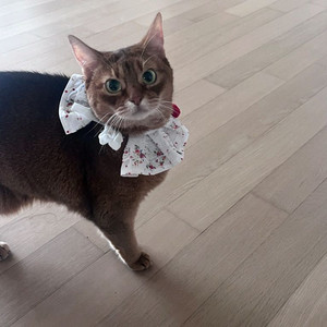 아비시니안 고양이 분양