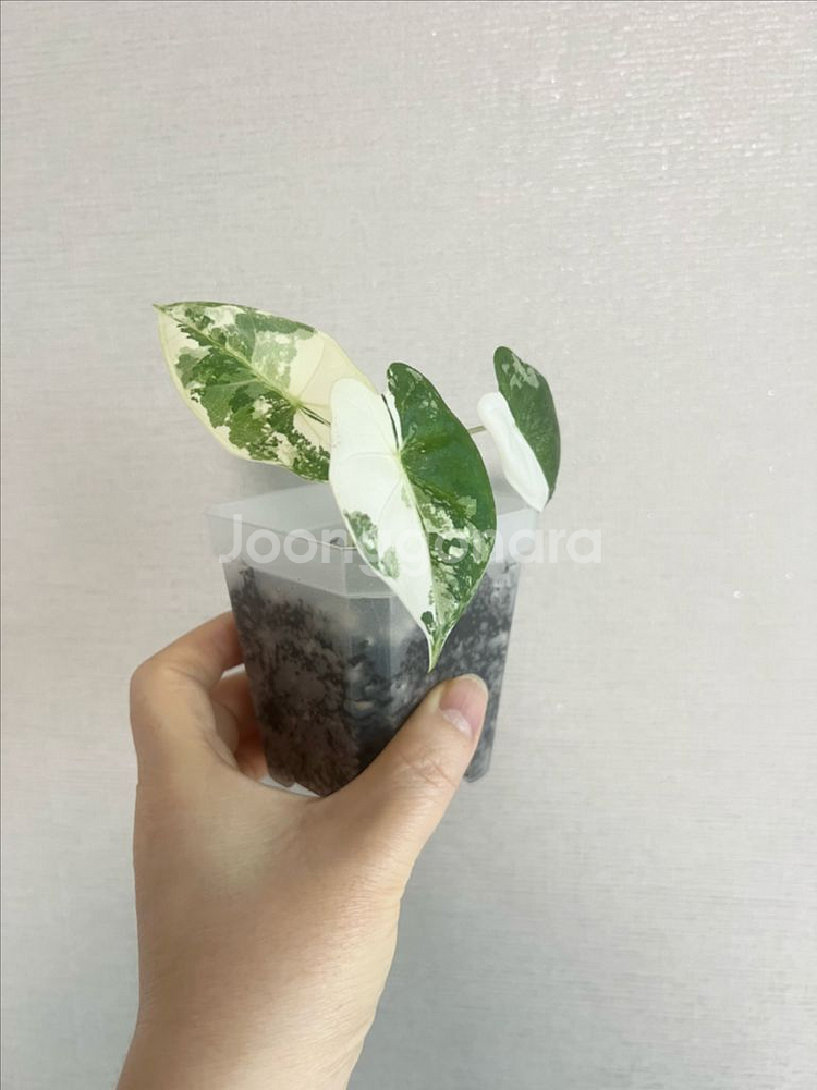 무늬프라이덱--0