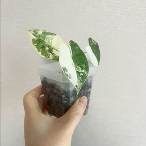 무늬프라이덱