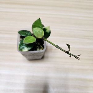 라쿠노사 아사미