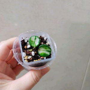 호야마틸드바리에가타