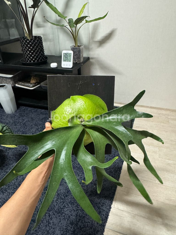 박쥐란 아프리카 알시콘+풀집 부작판--0