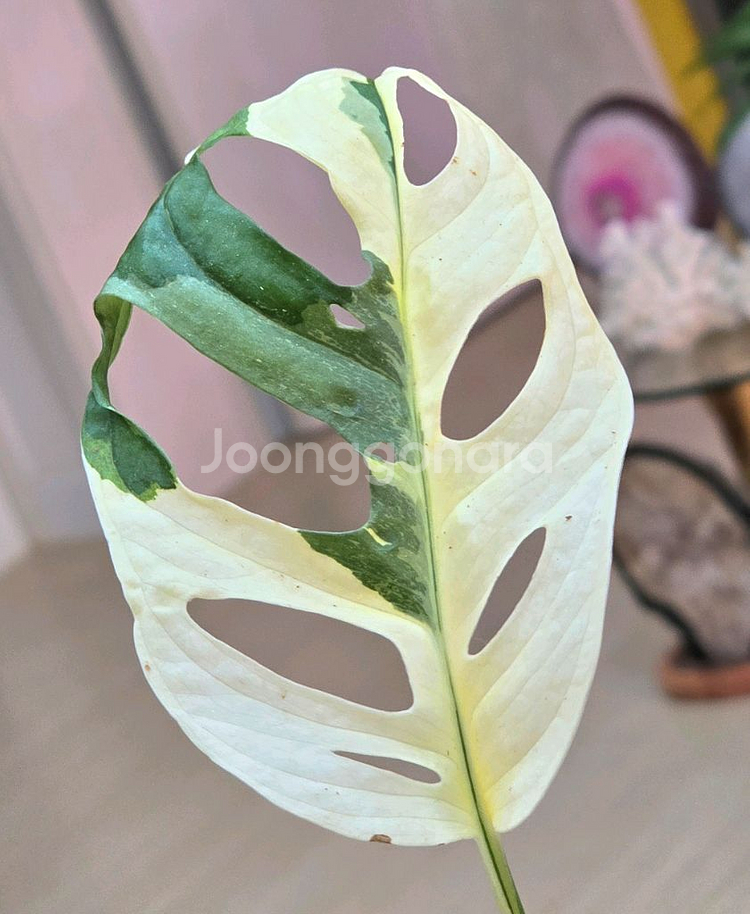 몬스테라 아큐미나타 바리에가타--0