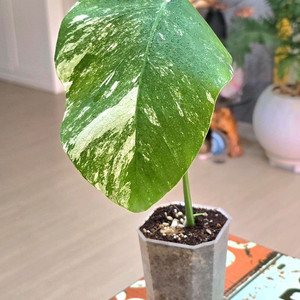 몬스테라알보 (탑)
