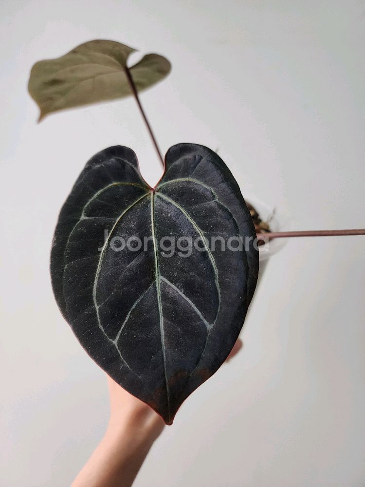 안스리움 정글러x미쉘 셀렉개체--0