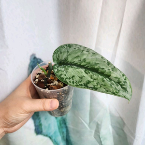 스킨답서스 다크스플래쉬