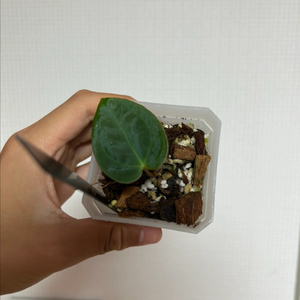 안스리움 안톨라키 x 도라야끼