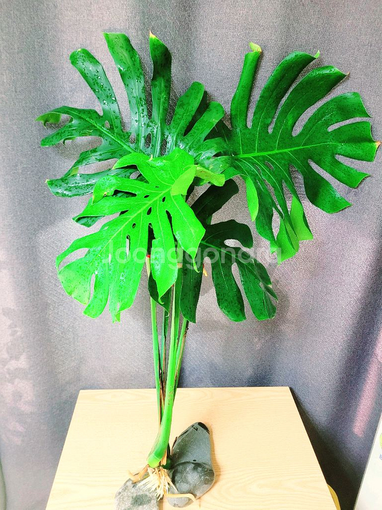 대형 몬스테라 수경재배 100cm / 공기정화식물--0